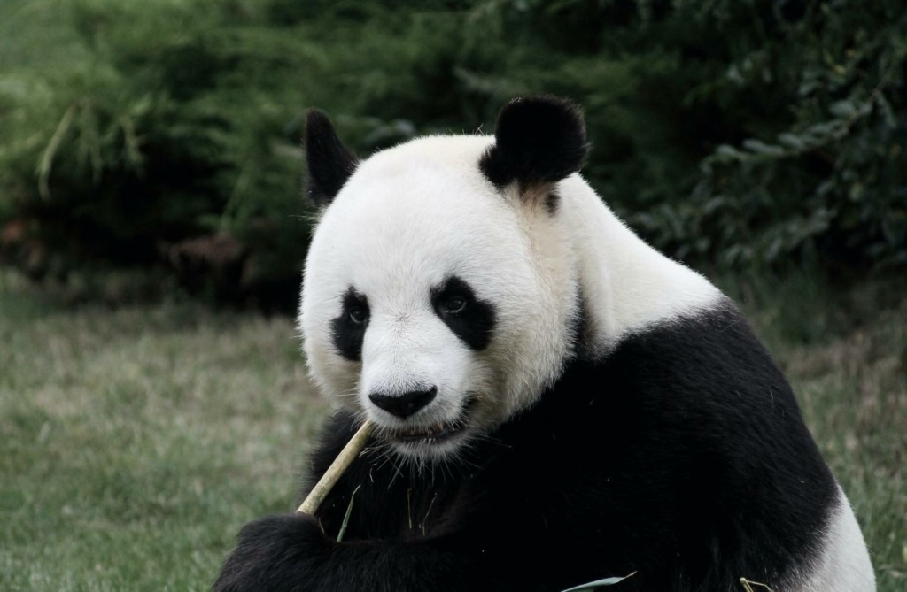 bambù panda