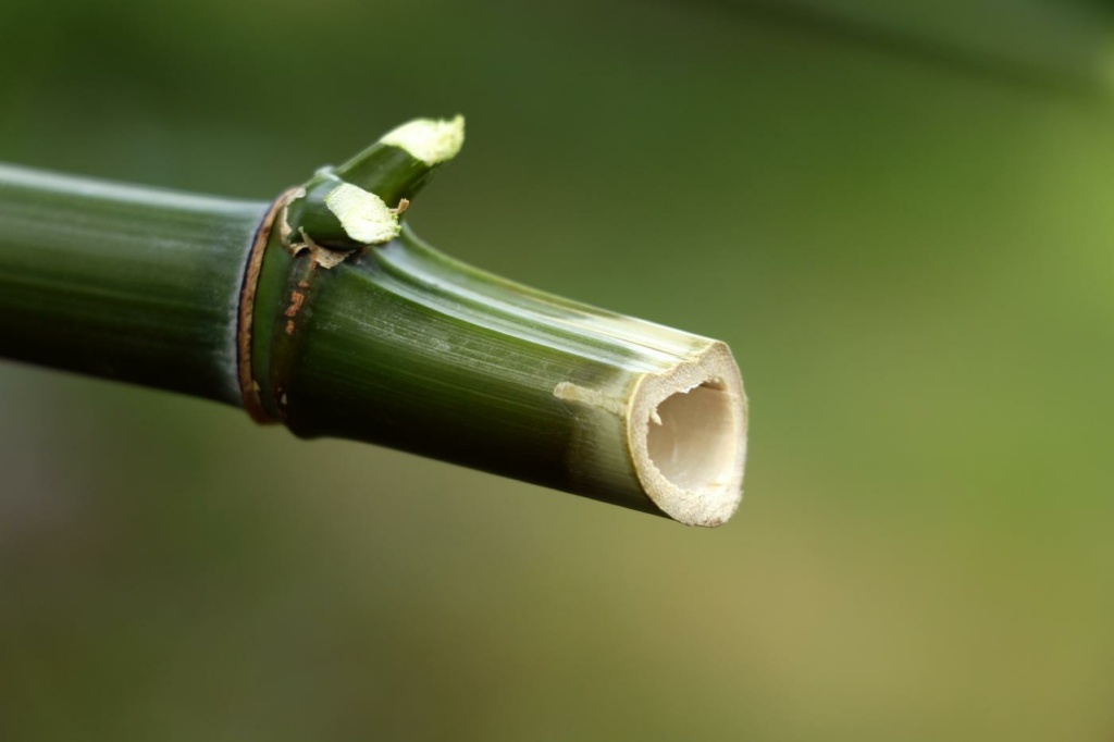 bambù pianta