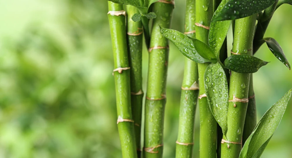 pianta di bambù